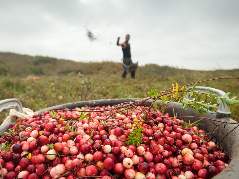 Terschellinger Cranberries