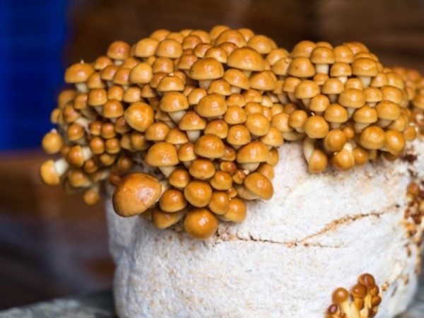 Passie voor paddenstoelen