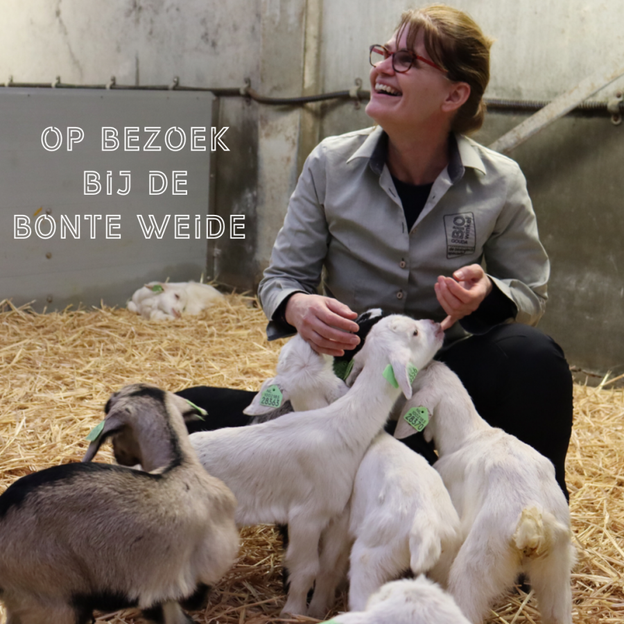 Op kraamvisite bij de lammetjes van de Bonte Weide in Stolwijk