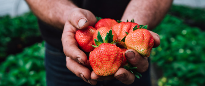 Seizoensproducten: zes heerlijke soorten groenten en fruit uit de zomer