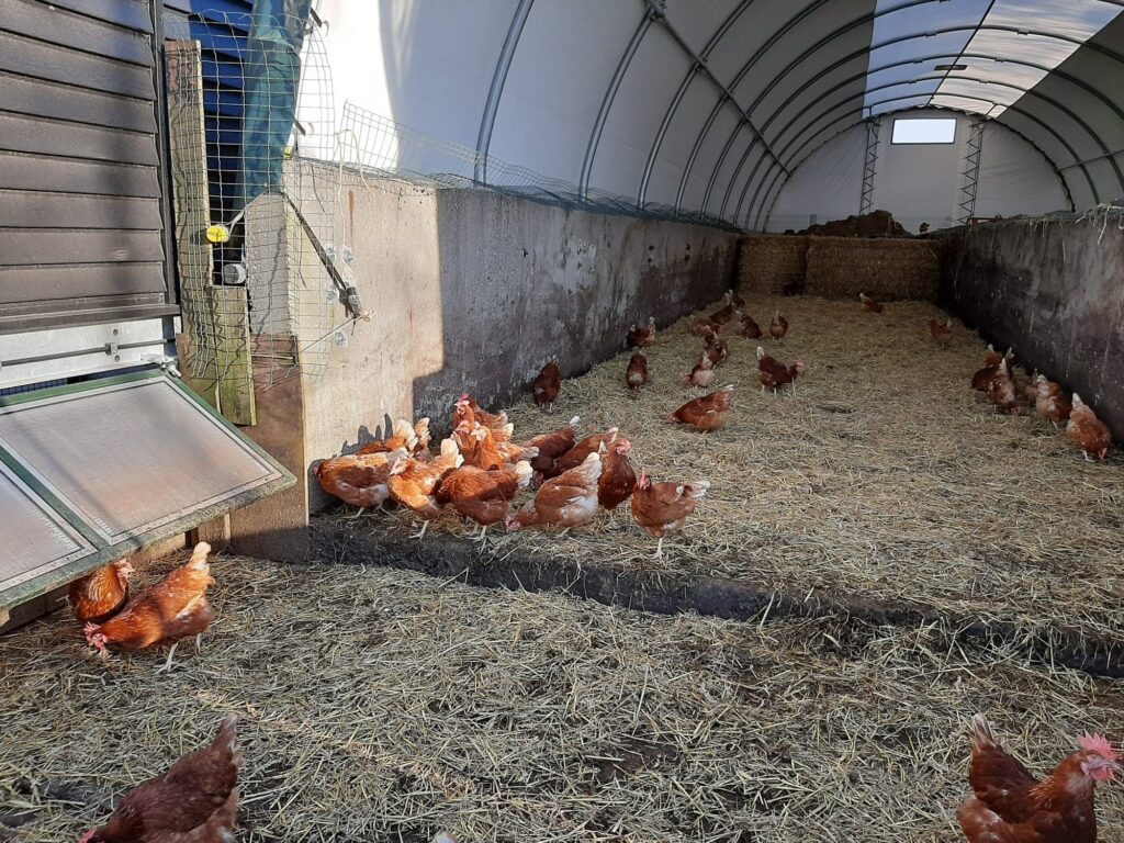 Biologische kippen van de Bonte Weide in Stolwijk.