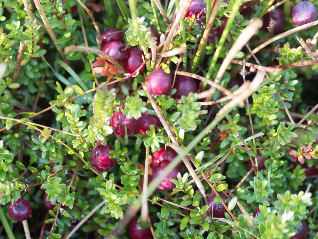 Cranberrieplant met bessen