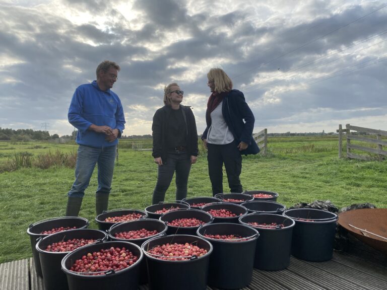 Emmers vol cranberries die net zijn geplukt van het veld