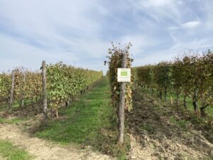 Wijngaard met druivenplanten van de Nebbiolo en Dolcettodruiven.