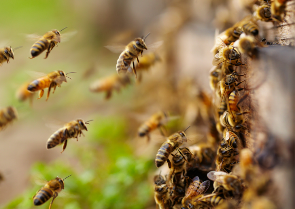 Vliegende bijen richting hun bijenkast