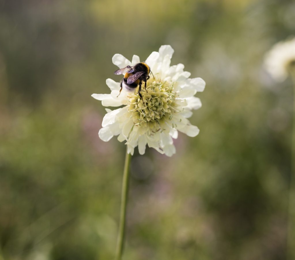 bloeiende bloem met een bij erop