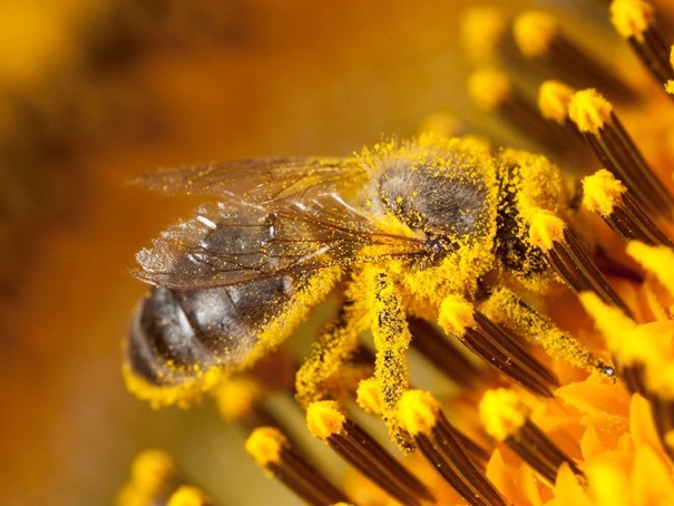 een bij vol stuifmeel op een bloem