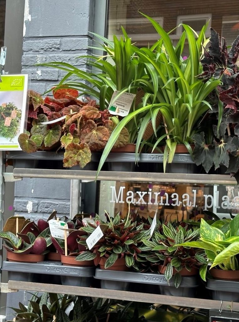 diverse biologische kamerplanten