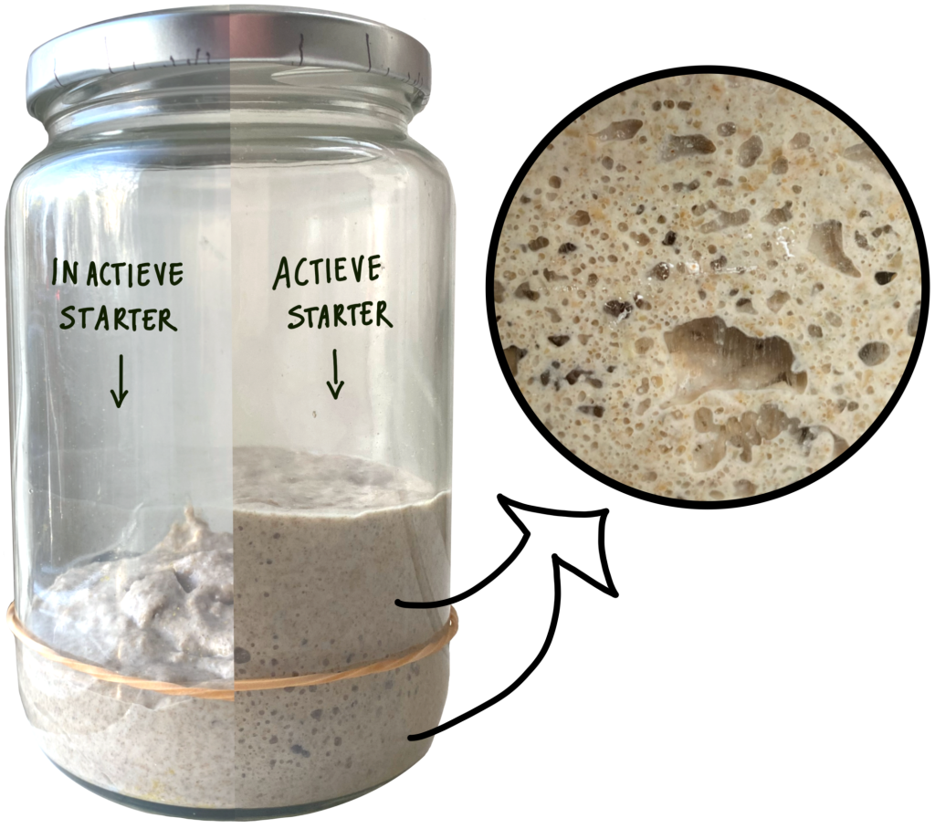 Zuurdesemstarter voor en na